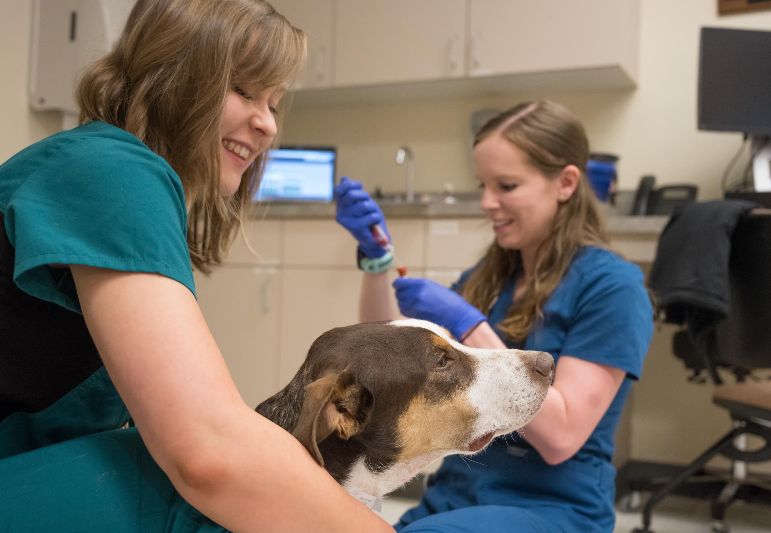 veterinary student research projects